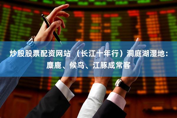 炒股股票配资网站 （长江十年行）洞庭湖湿地：麋鹿、候鸟、江豚成常客